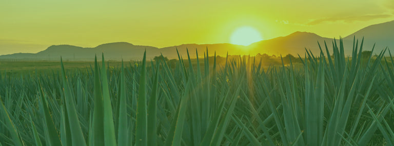 Agave Farm Banner